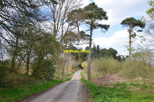 Photo 6"x4" Pines by the road near Billerwell Whitriggs\/NT5615 c2017