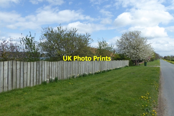Photo 6"x4" Trees in blossom Ellerton\/SE7039 c2017