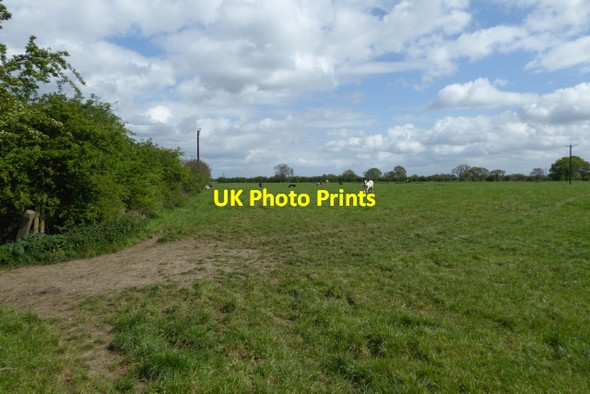 Photo 6"x4" Crossing cow pasture Laytham c2017