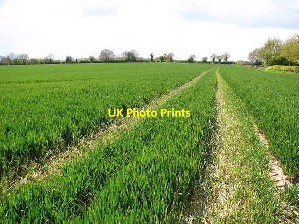 Photo 6"x4" Wheat crop field by Surlingham Bramerton c2017