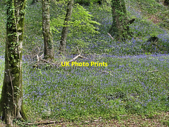 Photo 6"x4" Woodland Bluebells Maddockstown c2017