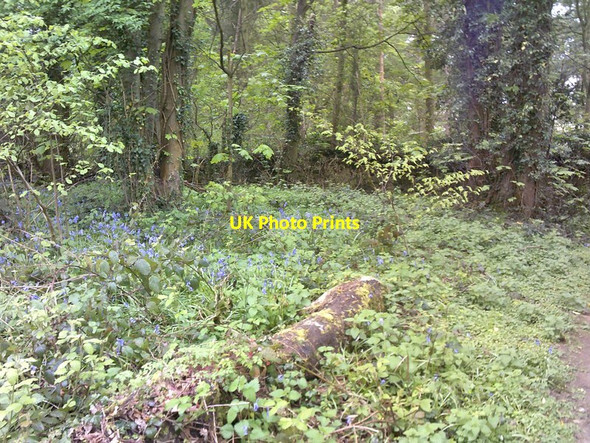 Photo 6"x4" Bluebell Path Gospel End Village c2017