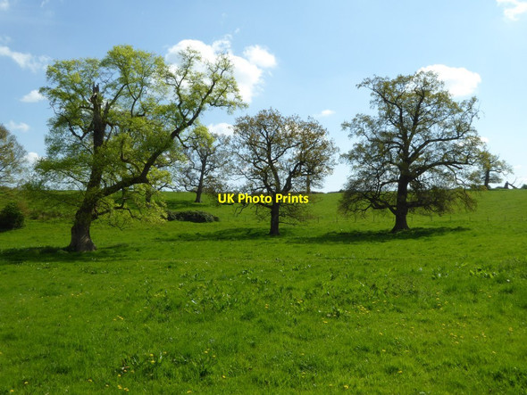 Photo 6"x4" Trees to the east of Tortworth church Tortworth c2017