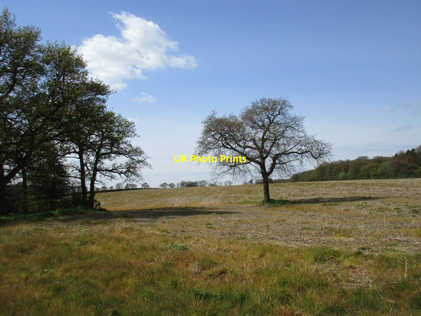 Photo 6"x4" Lone tree Biddlesden c2017