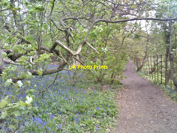 Photo 6"x4" Himley Hall Bluebells Himley c2017