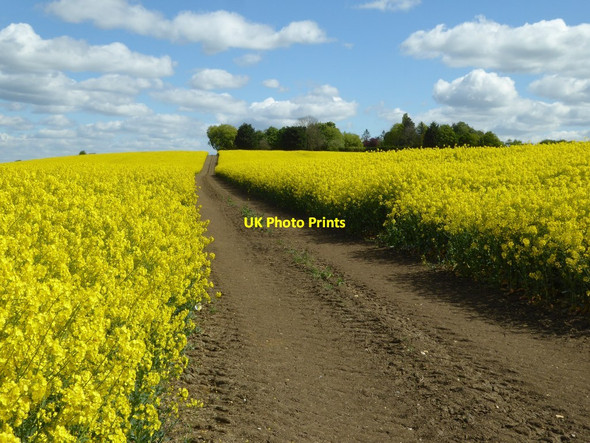 Photo 6"x4" Track through a field of oilseed rape Wimpstone c2017