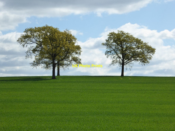 Photo 6"x4" Three trees Admington c2017