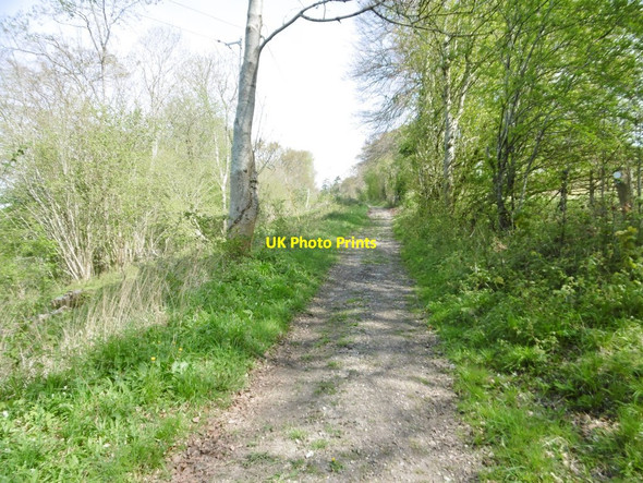 Photo 6"x4" Rushmore Park, footpath Farnham\/ST9515 c2017