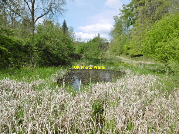 Photo 6"x4" Rushmore Park, pond Deanend c2017