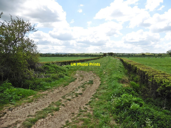 Photo 6"x4" Witcombe Drove Knole\/ST4825 c2017