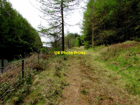 Photo 6"x4" Track into woodland at the northern edge of Carmarthenshire Tirabad c2017