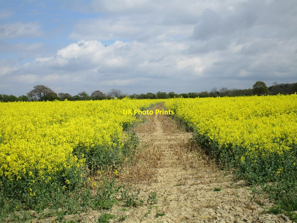 Photo 6"x4" Footpath to Farthingstone Farthingstone c2017