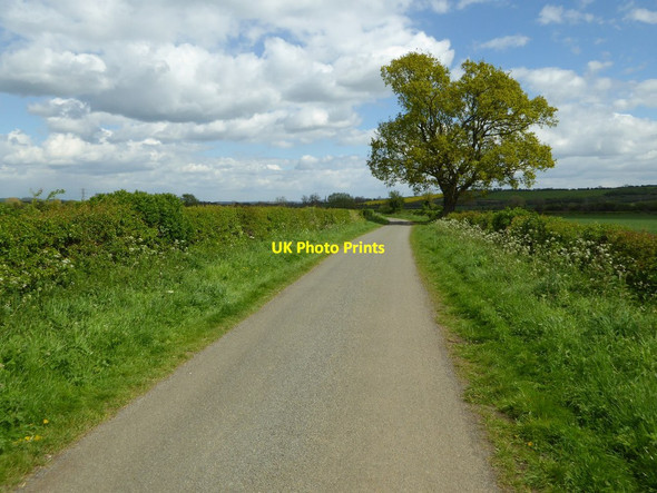 Photo 6"x4" Tree beside a road Darlingscott c2017