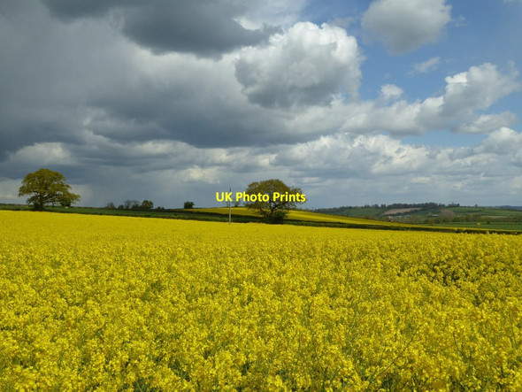 Photo 6"x4" Oilseed rape Darlingscott c2017