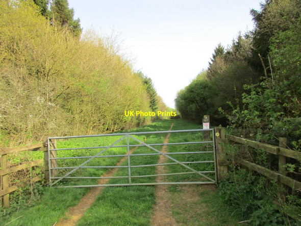 Photo 6"x4" Entrance to Whitfield Wood Biddlesden c2017