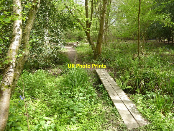Photo 6"x4" Footpath through woodland with plank bridge Ardingly c2017