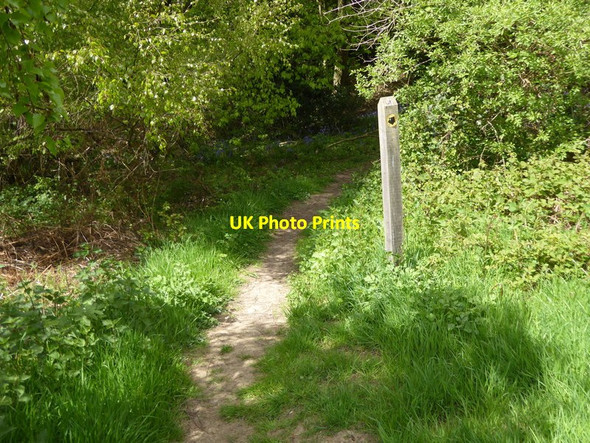Photo 6"x4" Path enters wood west of Great Lywood Farm Ardingly c2017