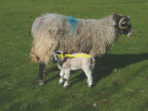 Photo 6"x4" Sheep and lamb at Millbeck Gawthrop c2017