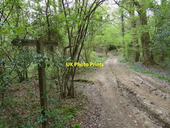 Photo 6"x4" Looking east from signpost on Hoad Lane Ardingly c2017