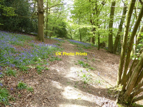 Photo 6"x4" Bluebells by the path Ardingly c2017