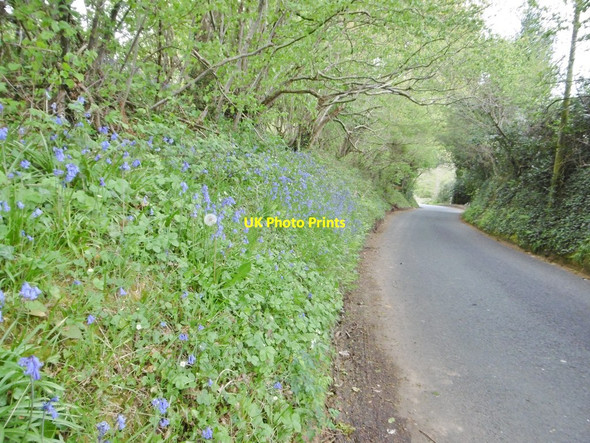 Photo 6"x4" Lytchett Minster, bluebells Beacon Hill\/SY9794 c2017