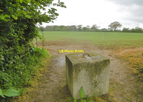 Photo 6"x4" East Bloxworth, cereal field East Bloxworth c2017