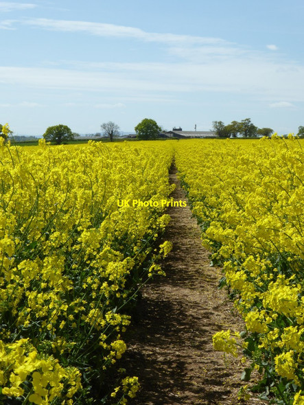 Photo 6"x4" Footpath through oilseed rape Earl's Croome c2017