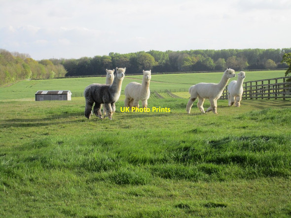 Photo 6"x4" Alpacas at Crambe Grange Barton-le-Willows c2017