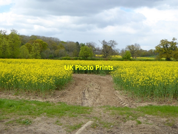 Photo 6"x4" Field of oilseed rape Woodbridge\/TM2649 c2017