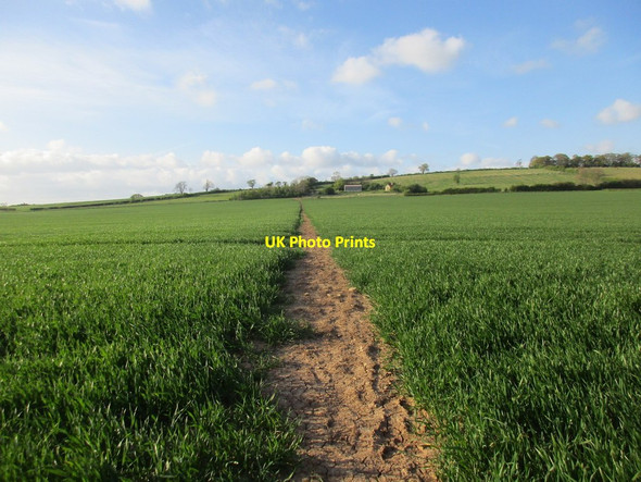 Photo 6"x4" Footpath to Crambe Barton-le-Willows c2017