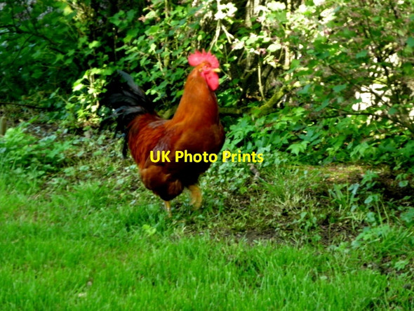 Photo 6"x4" Cock, Magheralough Castlederg c2017