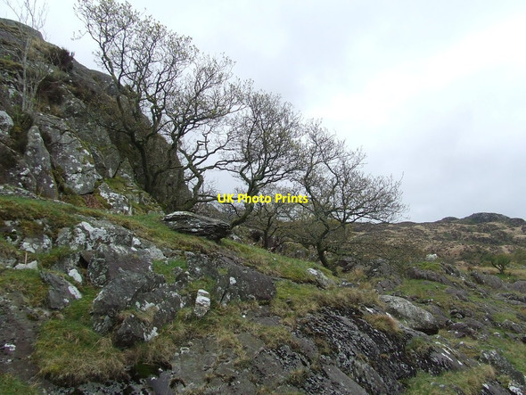 Photo 6"x4" Small Trees On The Hillside Bethania\/SH6250 c2017