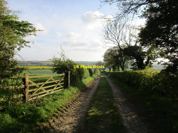 Photo 6"x4" Track down the hill Crambe c2017