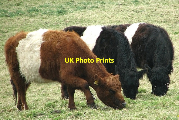 Photo 6"x4" Belted Galloway Cattle Rockland St Mary c2017 P1