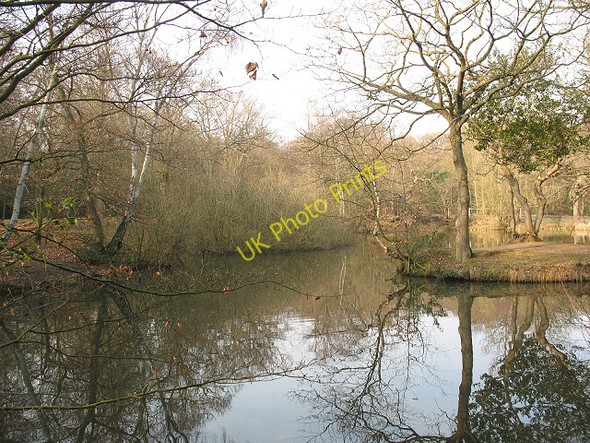 Photo 6"x4" Epping Forest: southern pond at Strawberry Hill Loughton\/TQ4396 c2009