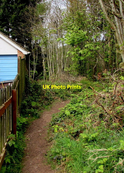 Photo 6"x4" Track into Millrough Wood, Lydney Allaston c2017