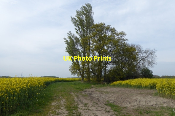 Photo 6"x4" Track near Moss Carrs Farm Bickerton\/SE4550 c2017