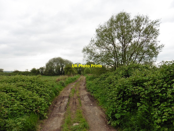 Photo 6"x4" Walton Drove Dundon Hayes c2017