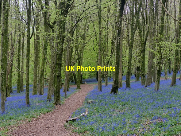 Photo 6"x4" Path through the bluebells, Coed y Wenallt, Cardiff Bwlch-y-cwm c2017