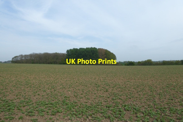 Photo 6"x4" Farmland and Walton Wood Walton\/SE4447 c2017