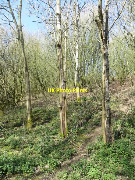 Photo 6"x4" Diseased Trees East Ilsley c2016