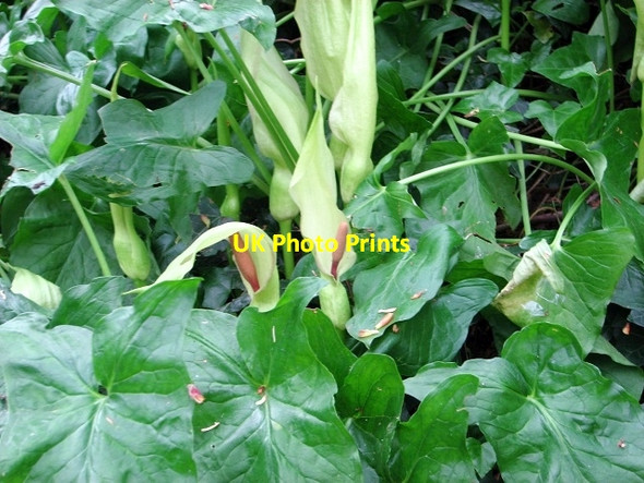 Photo 6"x4" Lords-and-Ladies (Arum maculatum) Surlingham c2017