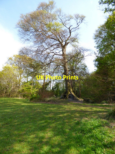 Photo 6"x4" Birkmyre Park, Port Glasgow Port Glasgow c2017