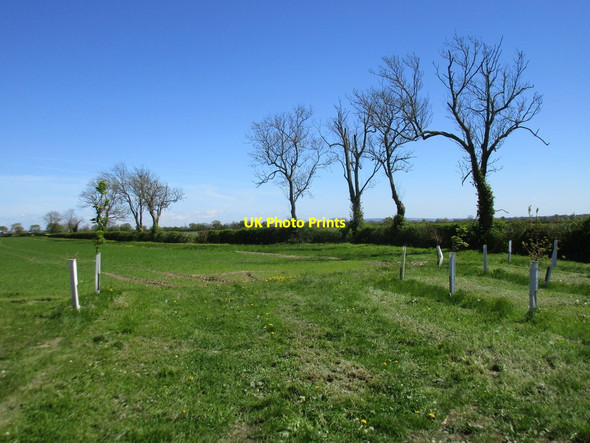 Photo 6"x4" Recently planted trees near Redbridge Sewer Barton-le-Street c2017
