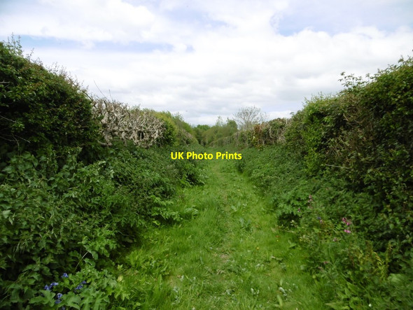Photo 6"x4" Winterborne Zelston, bridleway Winterborne Zelston c2017