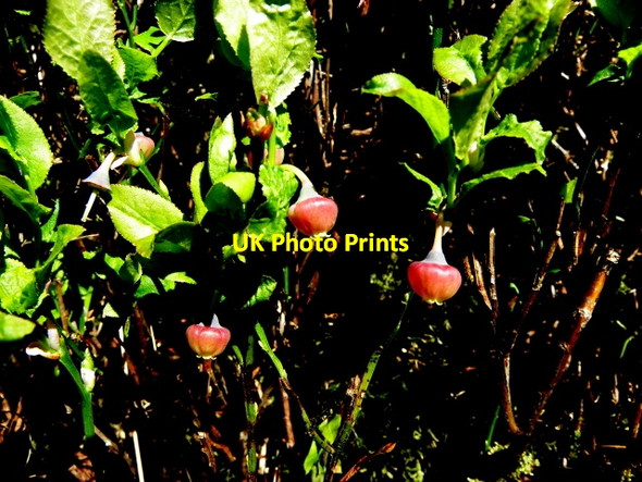 Photo 6"x4" Blaeberries, Aghnanerrigan Greencastle\/H5982 c2017