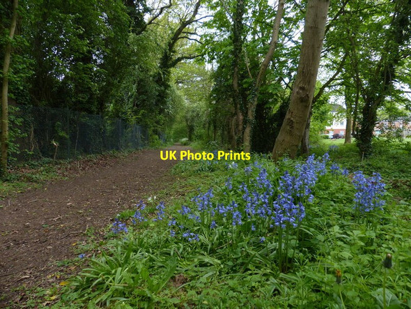 Photo 6"x4" Bluebells along Queens Park Way Eyres Monsell c2017