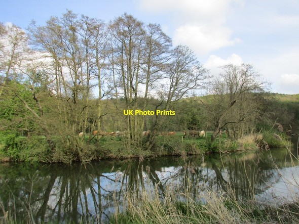 Photo 6"x4" Cattle across the river Firby\/SE7466 c2017