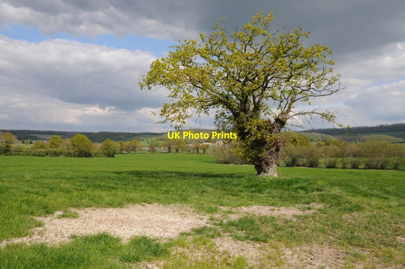 Photo 6"x4" Oak tree in a field Lower Buckenhill c2017