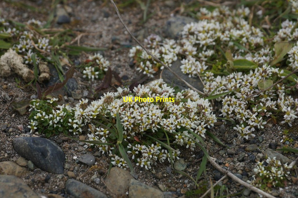 Photo 6"x4" Common Scurvygrass (Cochlearia officinalis), Haroldswick Bothen c2017